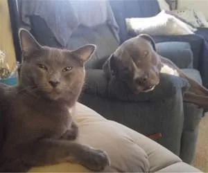 Me_And_The_Dog_Chilling_s.webp