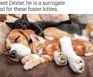 Meet_Dexter_s.webp