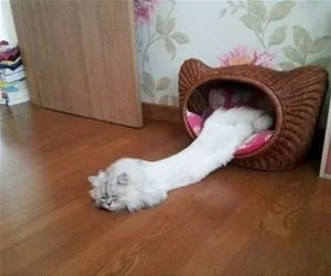 Melting_Kitty_s.webp