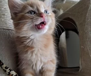 Meoooooow3336_s.webp