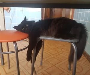 Meoooow_s.webp