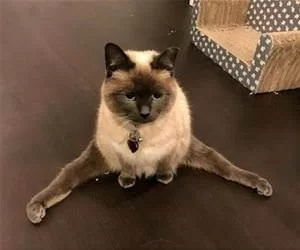 Meow273_s.webp