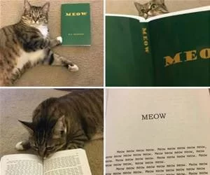 Meow4785_s.webp