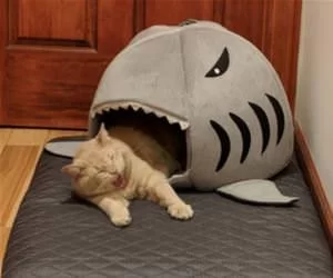 Meow_Meow2921_s.webp