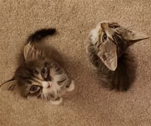Meow_Meow_Meow2697_s.webp