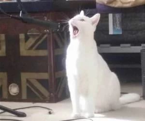 Meow_Meow_Meow6741_s.webp