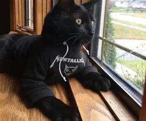 Mewtallica_s.webp