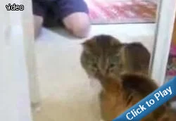 mirror-crazy.webp