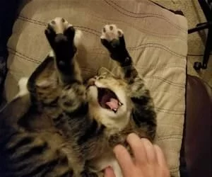 More_Petting_Please2156_s.webp