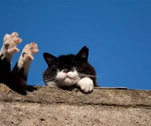 Most_Relaxed_Cat_Ever_s.webp