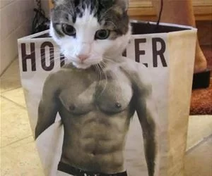 Muscle_Cat_s.webp