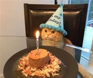 My_Awesome_Cake_s.webp