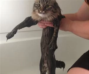 My_Bath8210_s.webp