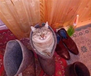 My_Boot_Is_Nice_s.webp