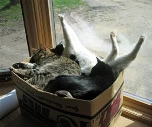 My_Box_Of_Cats_s.webp