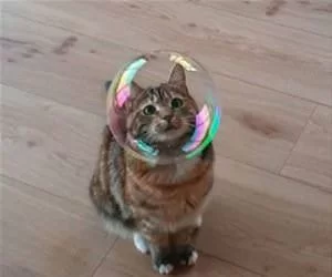 My_Bubble_Helmet_s.webp