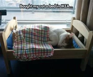 My_Cat_Bed6434_s.webp