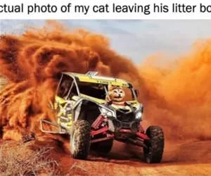 My_Cat_Leaving_The_Litter_Box_s.webp