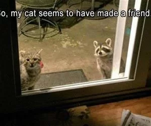 My_Cat_Made_A_Friend_s.webp