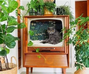 My_Cats_House_s.webp