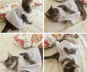My_Cute_White_Dress_s.webp