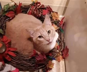 My_Little_Nest_s.webp