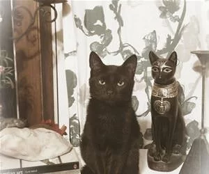 My_Little_Twin_s.webp