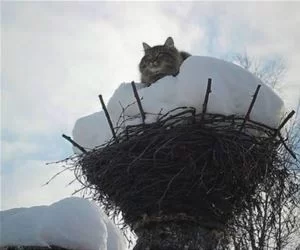 My_Nest_Now_s.webp
