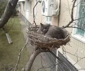 My_Nest_s.webp