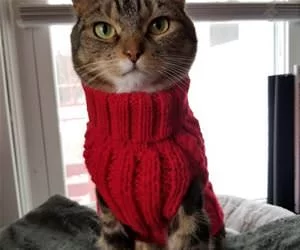My_Red_Sweater_s.webp