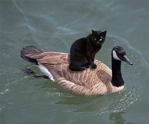 My_Ride_s.webp
