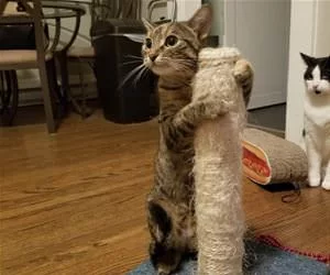 My_Scratching_Post9895_s.webp