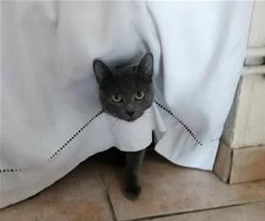 My_Super_Cape_s.webp