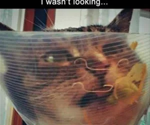My_Taco_Now_s.webp