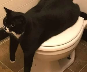My_Toilet_Now_s.webp