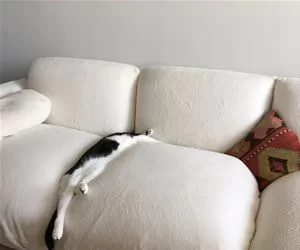 Nap_Time_Please_s.webp