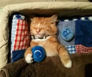 Napping_So_Nicely_s.webp
