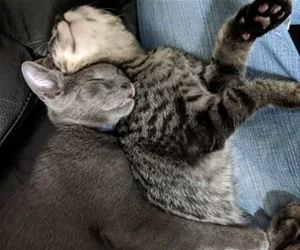 Napping_Together706_s.webp