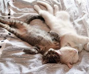 Napping_Together8306_s.webp