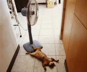 Need_To_Cool_Down_s.webp