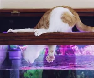 Need_To_Get_Some_Fishys_s.webp