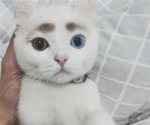 Nice_Brows_s.webp