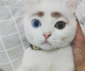 Nice_Eyebrows599_s.webp