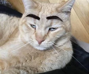 Nice_Eyebrows7449_s.webp