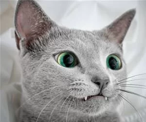 Nice_Fangs4681_s.webp