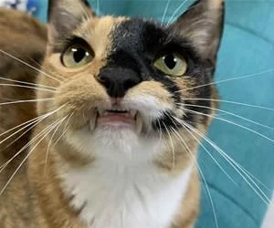 Nice_Fangs7938_s.webp