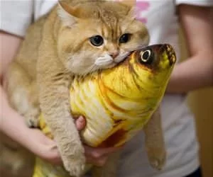 Nice_Fish_s.webp