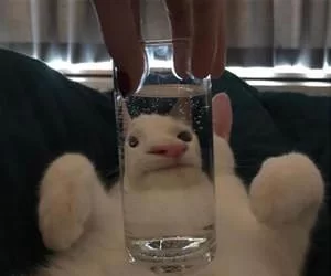 Nice_Glass_s.webp