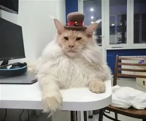 Nice_Hat5711_s.webp
