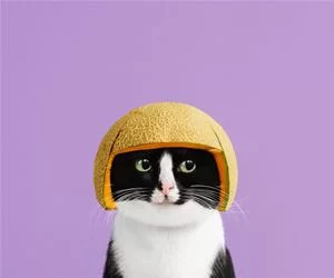 Nice_Helmet3196_s.webp